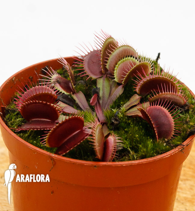 Dionaea muscipula ‘All red’