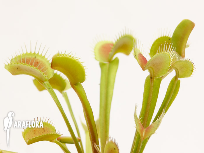 Dionaea muscipula ‘Upright Green-Red’