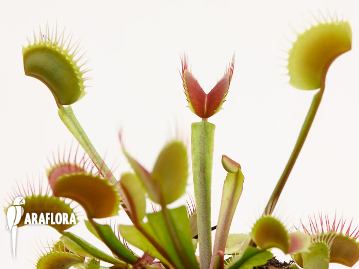 Dionaea muscipula ‘Upright Red’