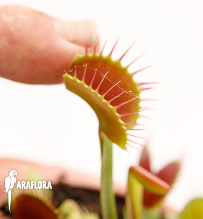 Dionaea muscipula ‘Upright Red’