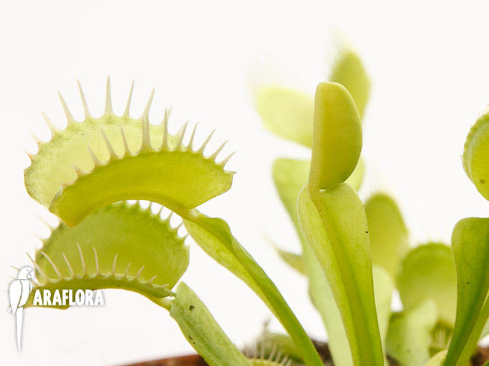 Dionaea muscipula ‘Upright green’