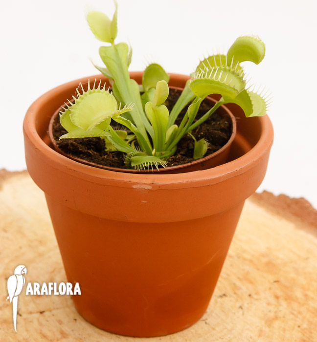 Dionaea muscipula ‘Upright green’