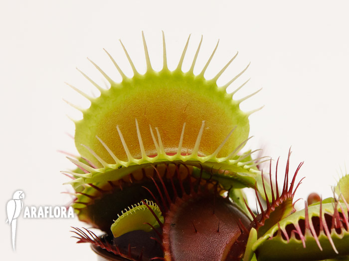 Dionaea muscipula ‘XL’