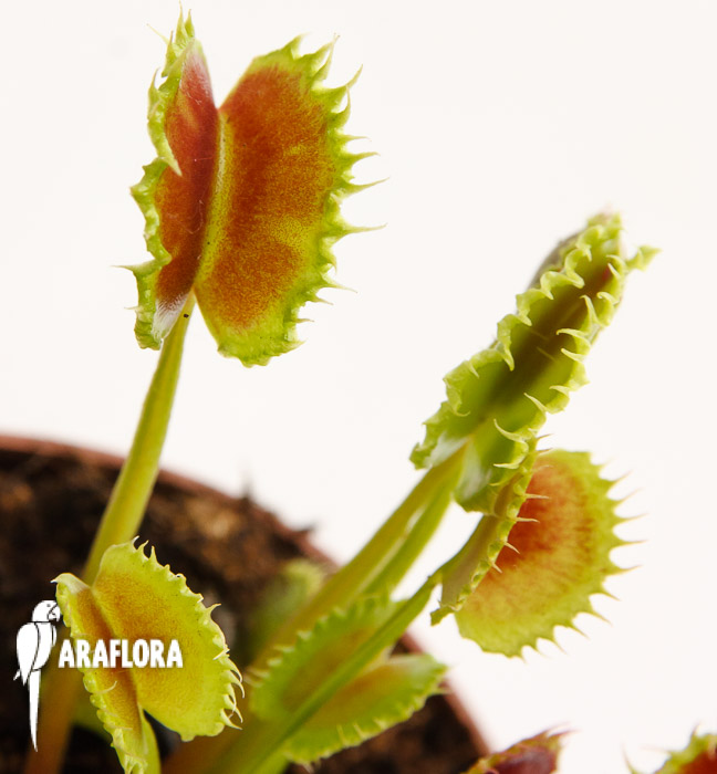Dionaea muscipula ‘the Zipp’