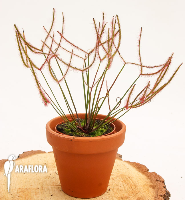 Drosera binata