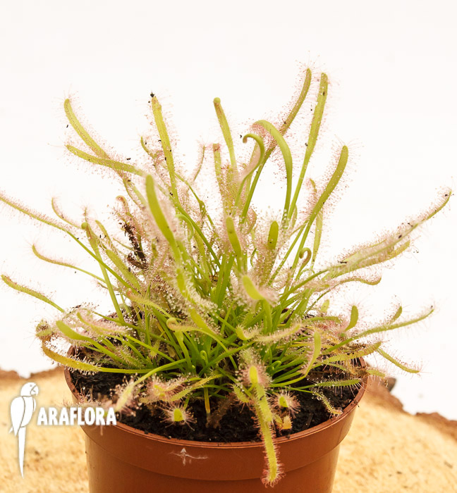 Drosera capensis ‘Alba’