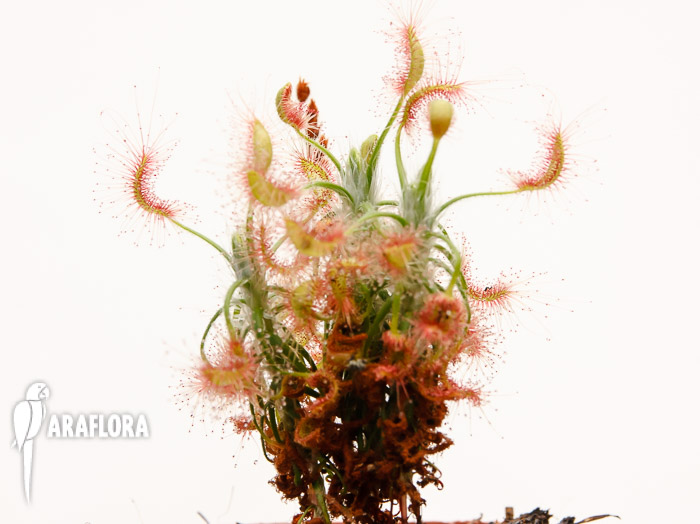 Drosera scorpioides