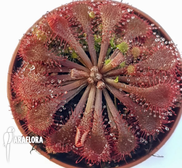 Drosera spatulata ‘Asia’