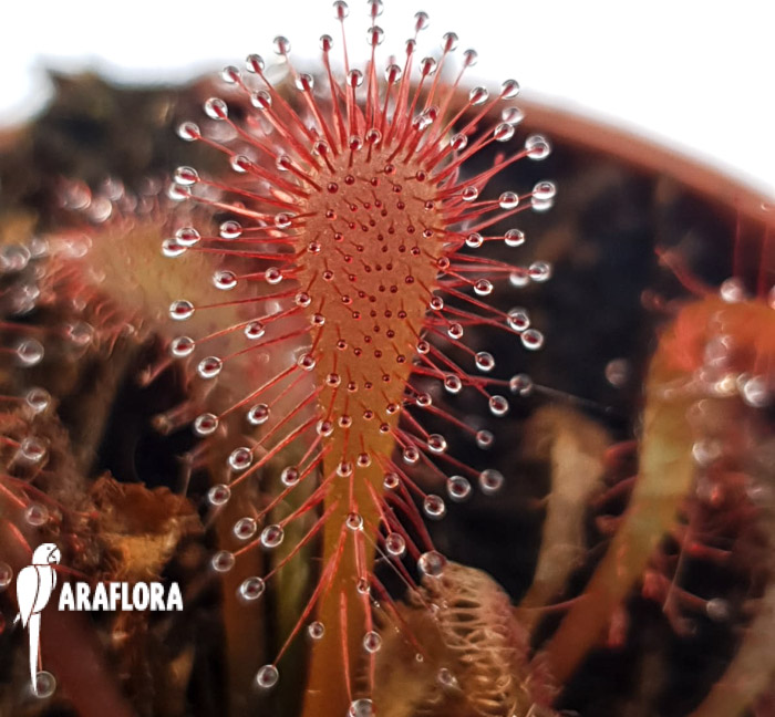 Drosera spatulata ‘China’