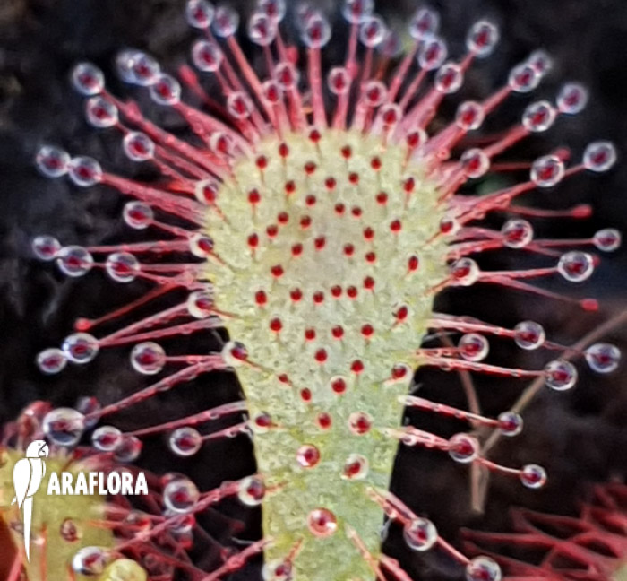 Drosera spatulata ‘China’