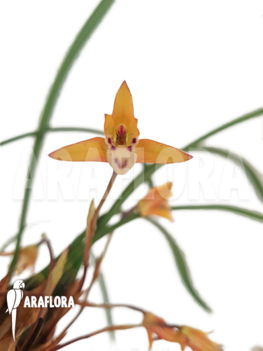 Maxillaria cerifera