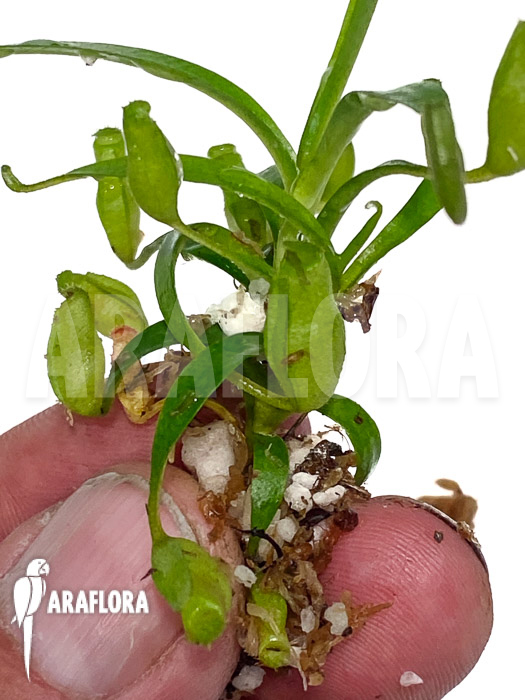 Nepenthes flava ‘Starter’