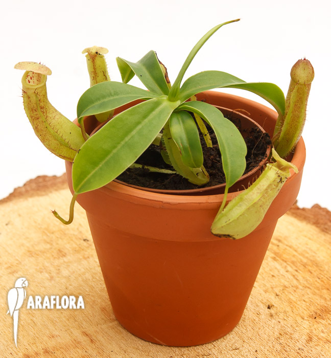 Nepenthes hispida