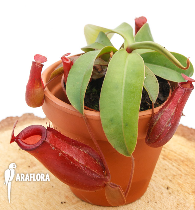 Nepenthes x ‘Bloody Mary’ ‘M’