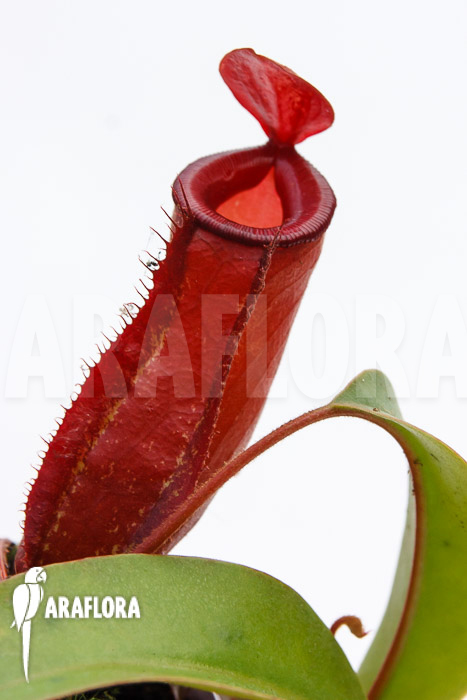 Nepenthes x ‘Bloody Mary’ ‘M’