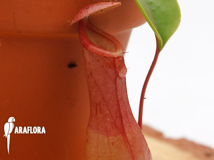Nepenthes x ventrata
