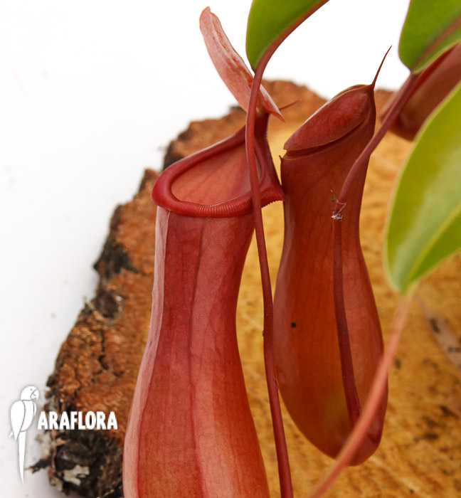 Nepenthes x ventrata ‘L’