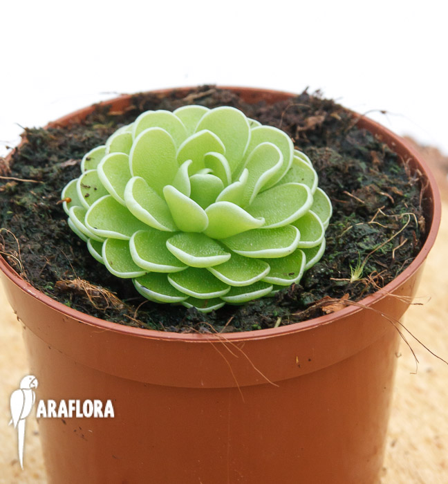 Pinguicula ehlersiae