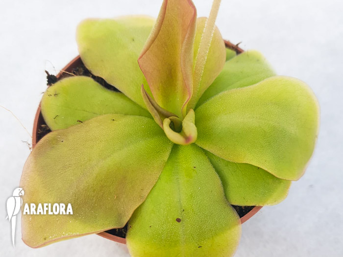 Pinguicula species Guatamala