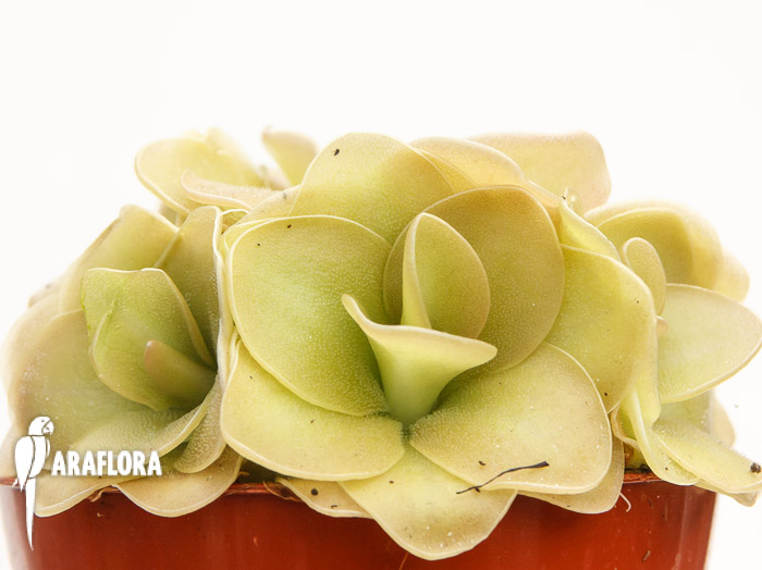 Pinguicula x ‘Weser’