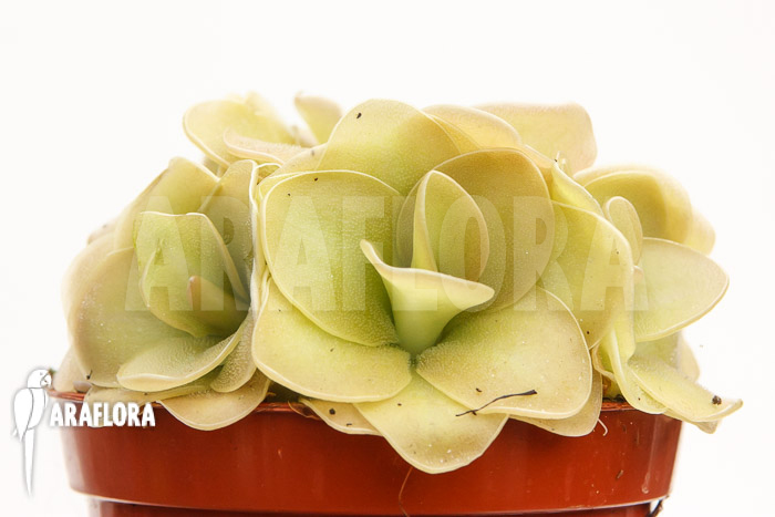 Pinguicula x ‘Weser’