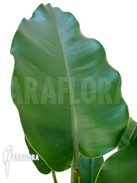 Rhaphidophora megaphylla