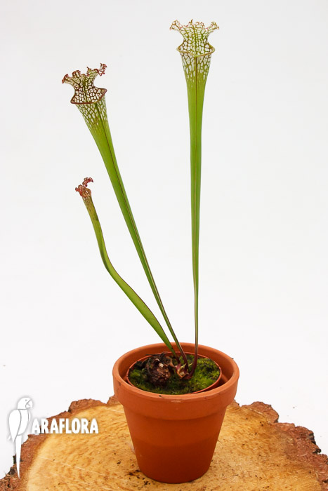 Sarracenia leucophylla