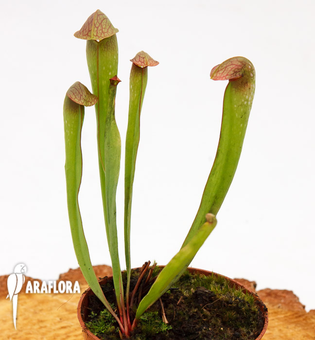 Sarracenia minor