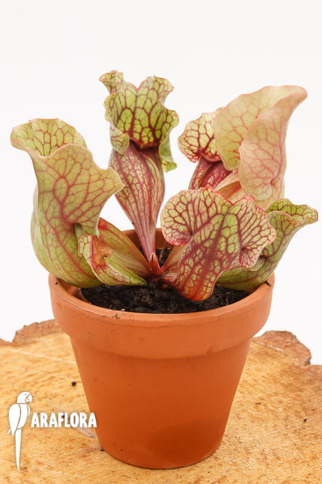 Sarracenia purpurea var. venosa