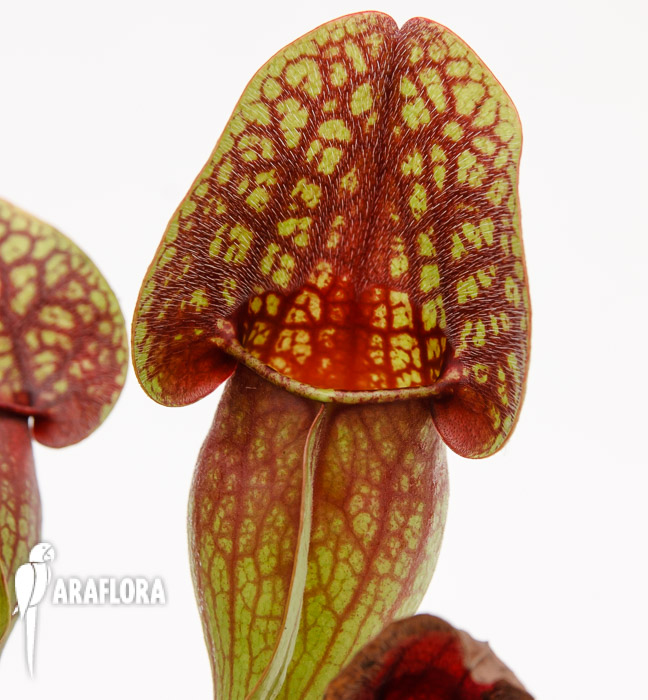 Sarracenia x ‘Hans’
