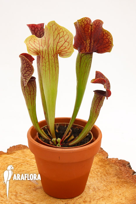 Sarracenia x ‘Ray’