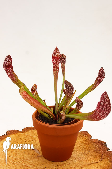 Sarracenia x ‘Scarlett Bell’