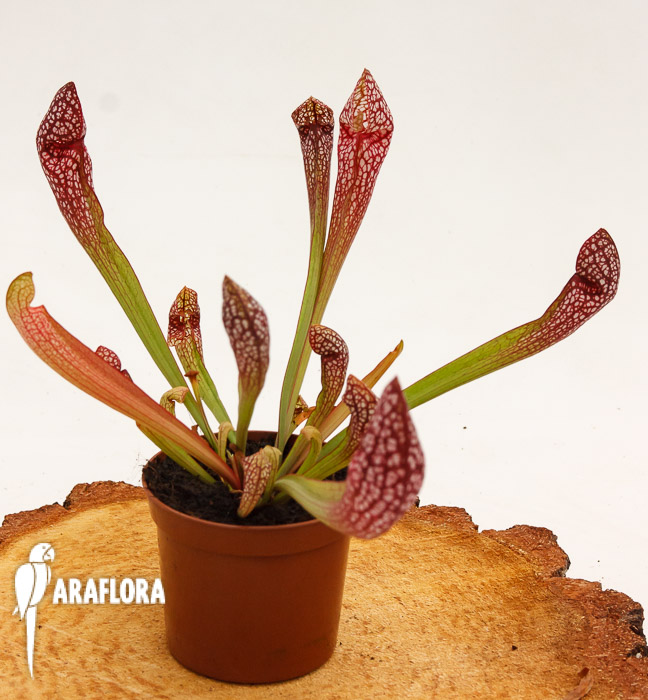Sarracenia x ‘Scarlett Bell’
