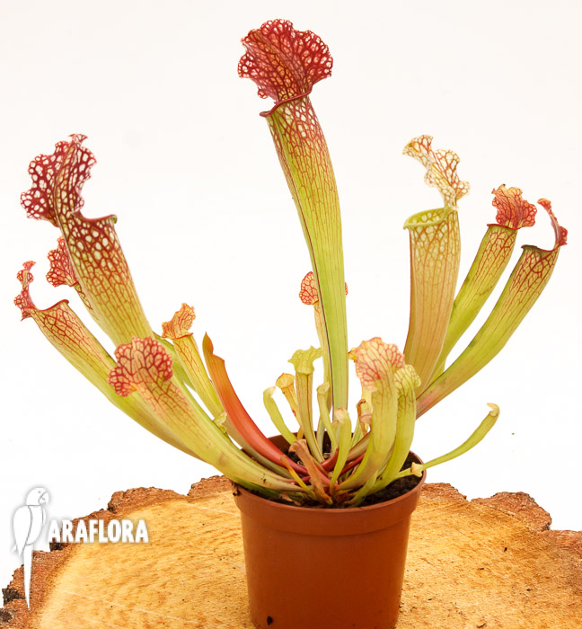 Sarracenia x ‘Velvet’