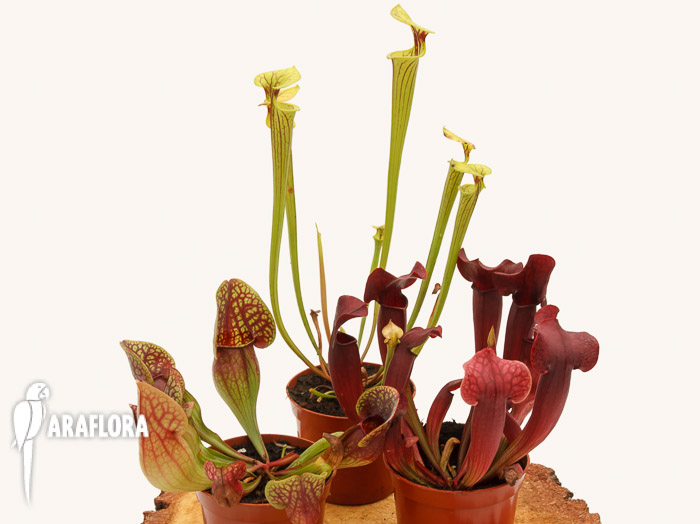 Trompetbeker Sarracenia mix 3x