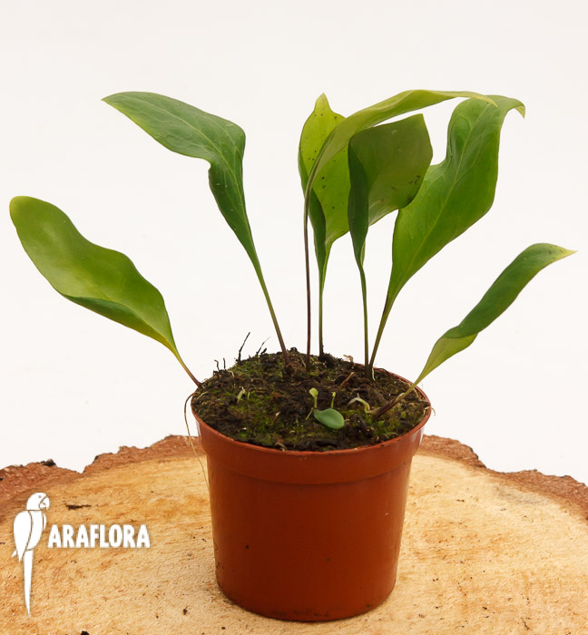 Utricularia alpina x endressii