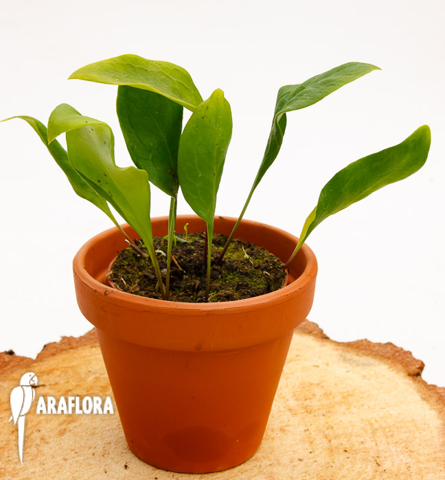 Utricularia alpina x endressii