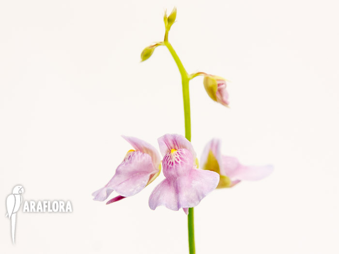 Utricularia calycifida
