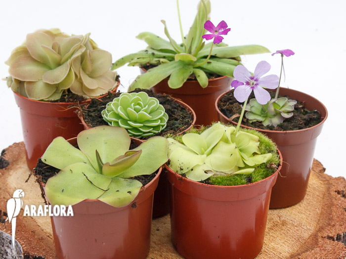 Vetblad Pinquicula mix 6x