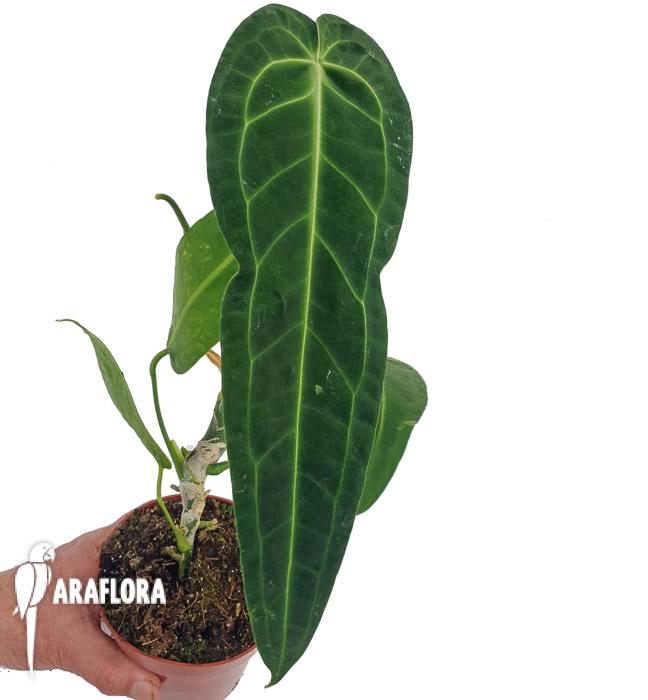 Anthurium warocqueanum