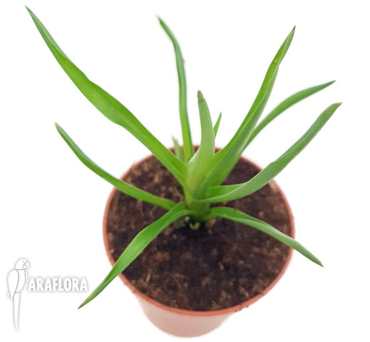 Brocchinia-reducta-Starter-3