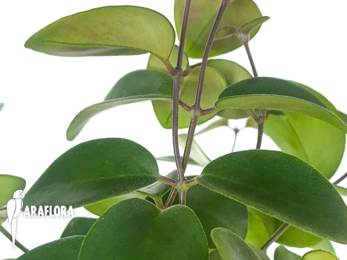 Aeschynanthus-spec-Mulu-1