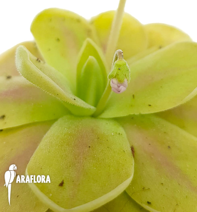 Pinguicula-kunlun-x-gigantea-4