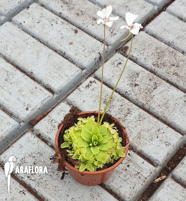 Pinguicula-rotundiflora-x-emarginata-6