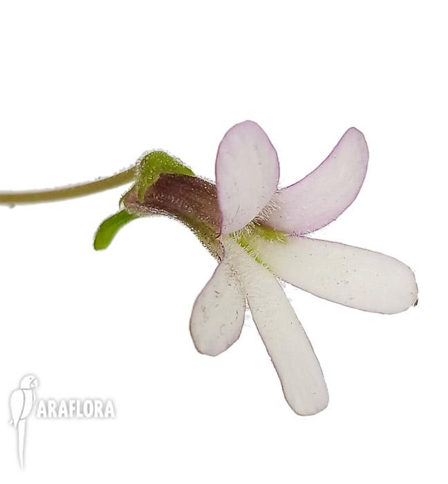 Pinguicula x ‘Aphrodite’