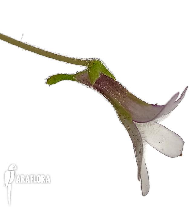 Pinguicula x ‘Aphrodite’3