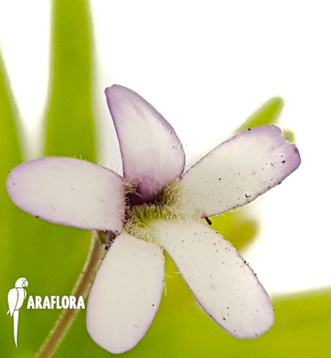 Pinguicula-x-aphrodite-b-3