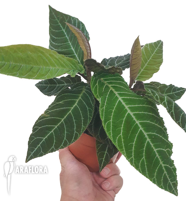 Ardisia gigantifolia-2
