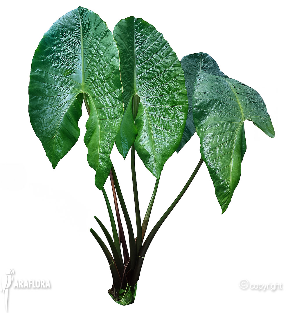 Cyrtosperma giganteum-10-bewerkt