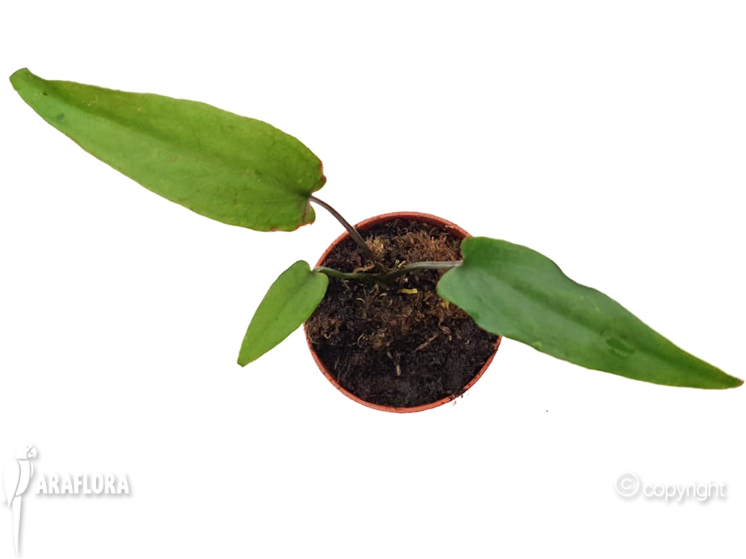 Cyrtosperma giganteum-8